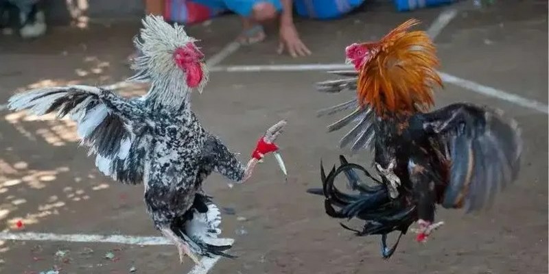 Các loại đá gà cựa dao trên Kubet