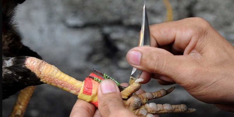 Quy định về cựa trong đá gà cựa dao Kubet