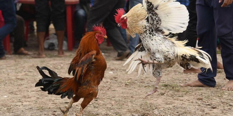 Đá gà cựa dao là gì?